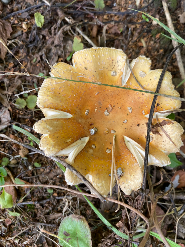 Amanita muscaria · March 2025 · photo: © crellow (iNaturalist, cc0)