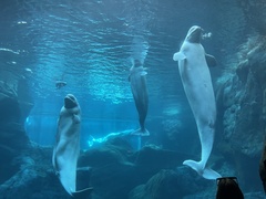 Beluga photo 2