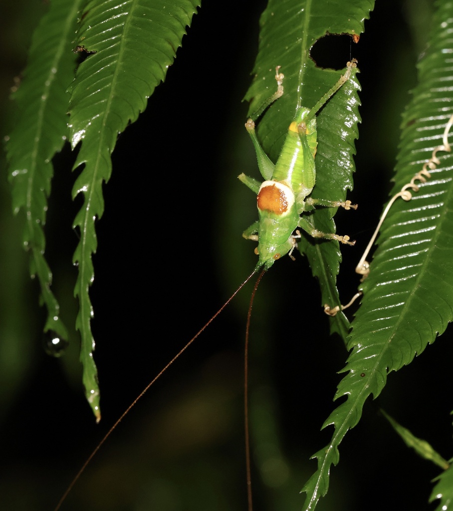 Afroanthracites nguru