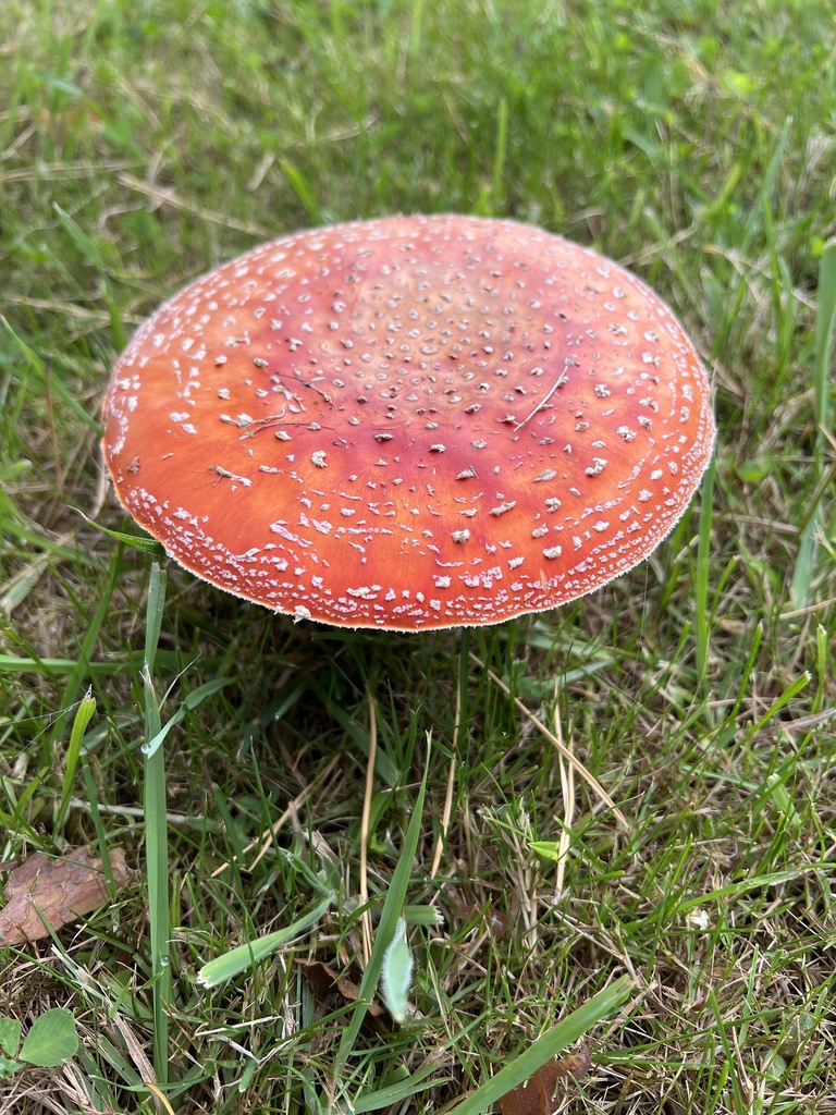Amanita muscaria · March 2025 · photo: © adzebill (iNaturalist, cc0)