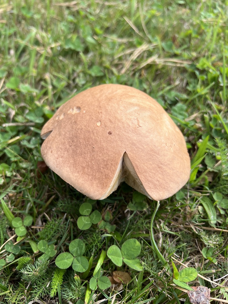 Leccinum scabrum · March 2025 · photo: © adzebill (iNaturalist, cc0)