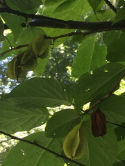 Styracaceae