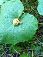 Cepaea nemoralis