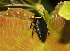 Hemithyrsocera palliata