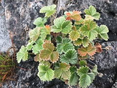 Potentilla villosa