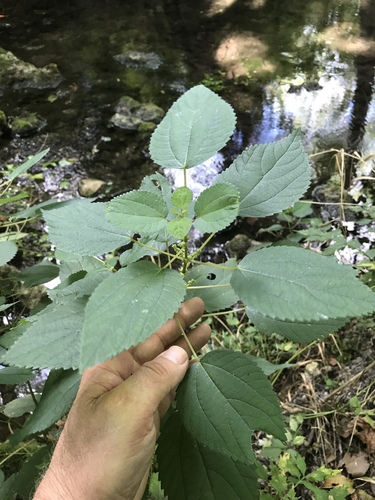 smallspike false nettle (Boehmeria cylindrica)