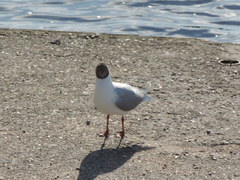 Chroicocephalus ridibundus