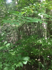 Styracaceae
