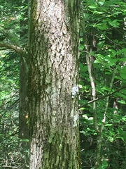 Styracaceae