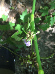Tradescantia subaspera