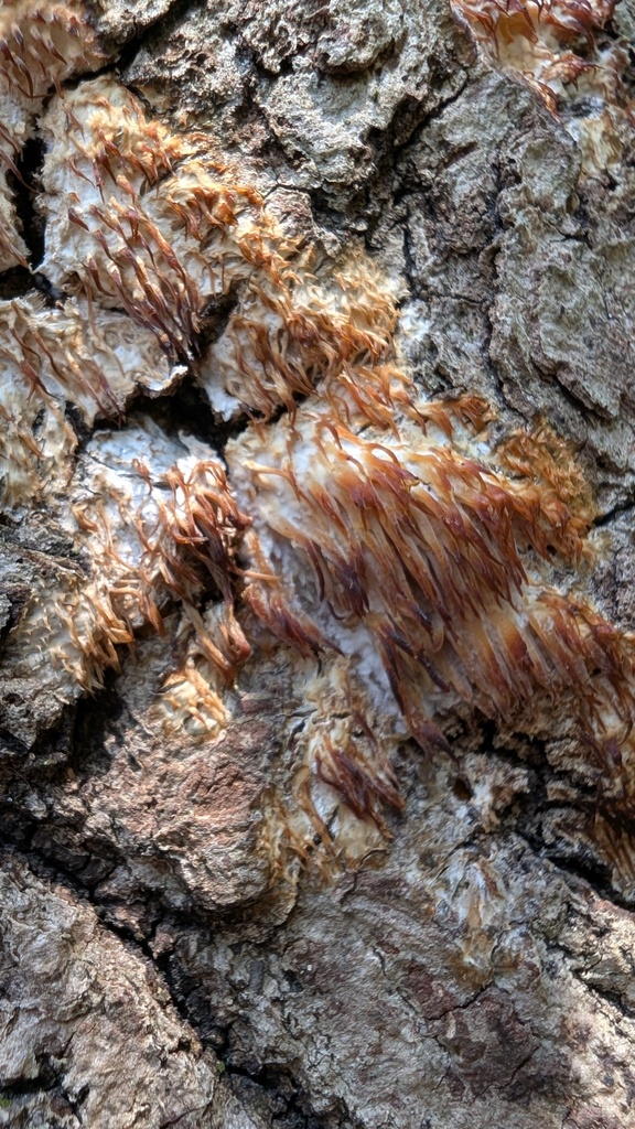 Radulomyces copelandii · March 2025 · photo: © atsushi_nakajima_cirque (iNaturalist, cc-by)