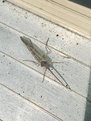 Nemotaulius