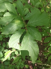 Styracaceae