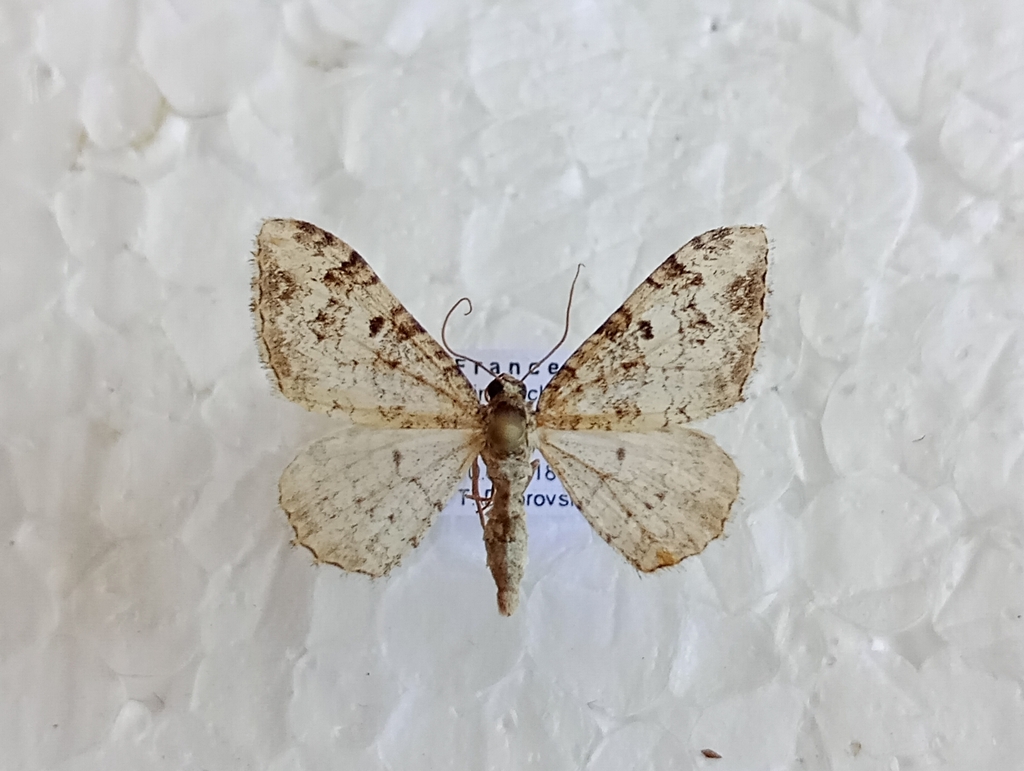 Catarhoe putridaria