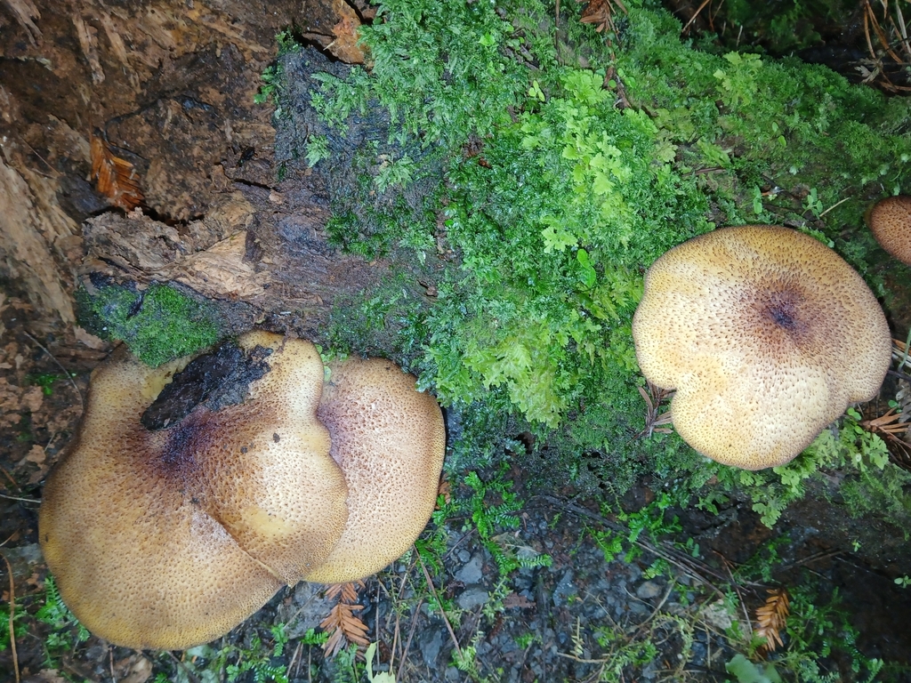 Tricholomopsis ornaticeps · March 2025 · photo: © naturewatchwidow (iNaturalist, cc-by)
