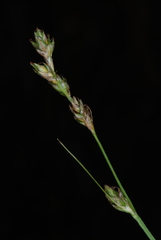 Carex brunnescens sphaerostachya