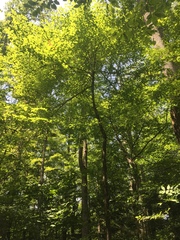 Styracaceae