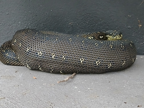 Diamond Python sighting