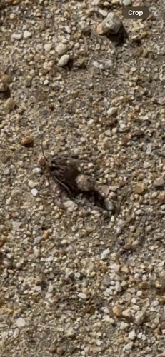 iNaturalist observation photo of Winged and Once-winged Insects