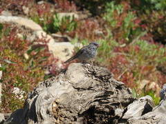 Junco hyemalis caniceps