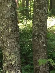 Styracaceae