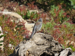Junco hyemalis caniceps