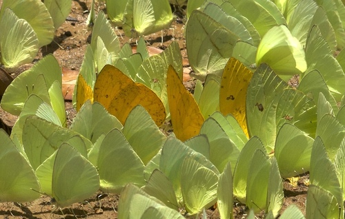 (c) JR Ferrer-Paris, some rights reserved (CC BY)