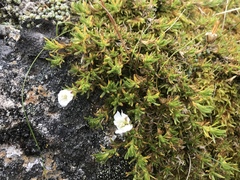 Pseudocherleria macrocarpa