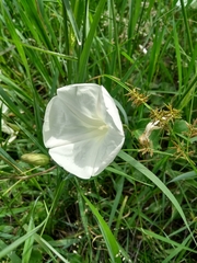 Ipomoea hartwegii