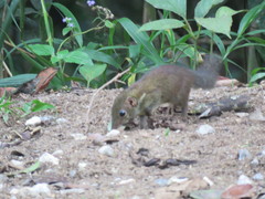 Tupaia glis