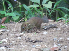 Tupaia glis