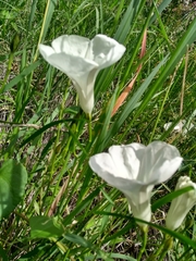 Ipomoea hartwegii