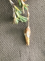 Pseudocherleria macrocarpa