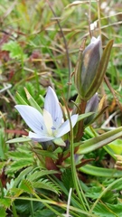 Lomatogonium rotatum