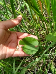 Ipomoea hartwegii