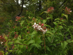 Zabelia triflora