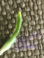 Pseudocherleria macrocarpa