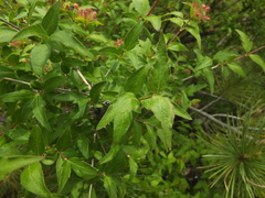 Zabelia triflora