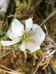 Pseudocherleria macrocarpa