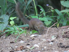 Tupaia glis
