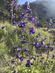 Delphinium polycladon