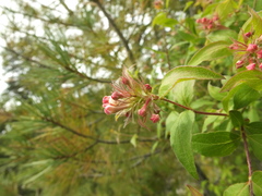 Zabelia triflora