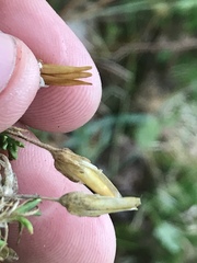 Pseudocherleria macrocarpa