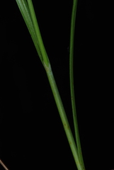 Carex brunnescens sphaerostachya
