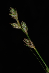 Carex brunnescens sphaerostachya