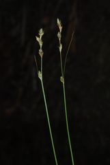 Carex brunnescens sphaerostachya
