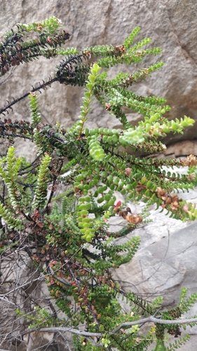 Image of Baeckea imbricata by (c) Ben Jobson, some rights reserved (CC BY)