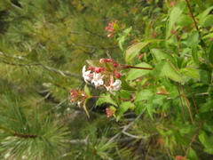 Zabelia triflora