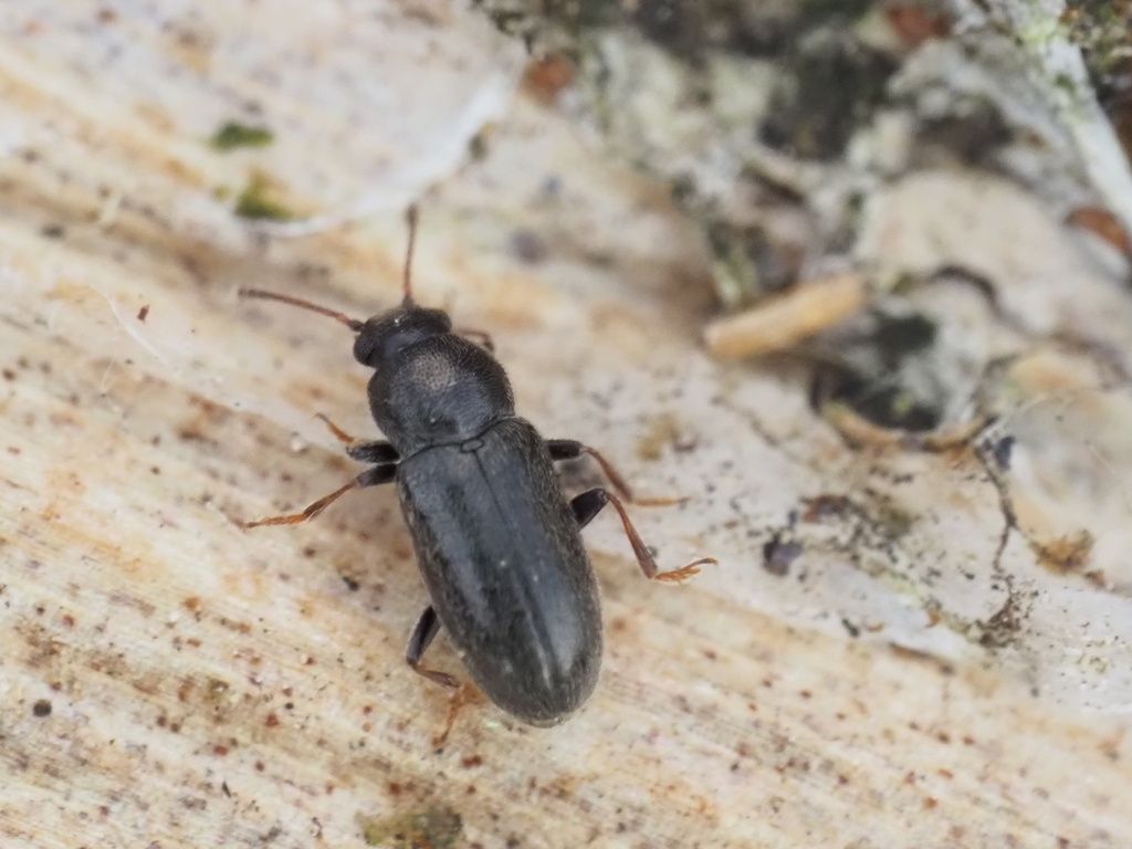 Telmatophilus schoenherrii