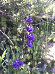 Delphinium polycladon